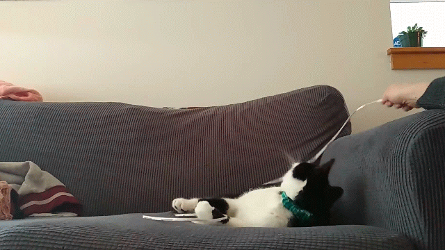 Fluffy cat playing